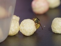 Běh na 60 m s překážkami Počepice 2024